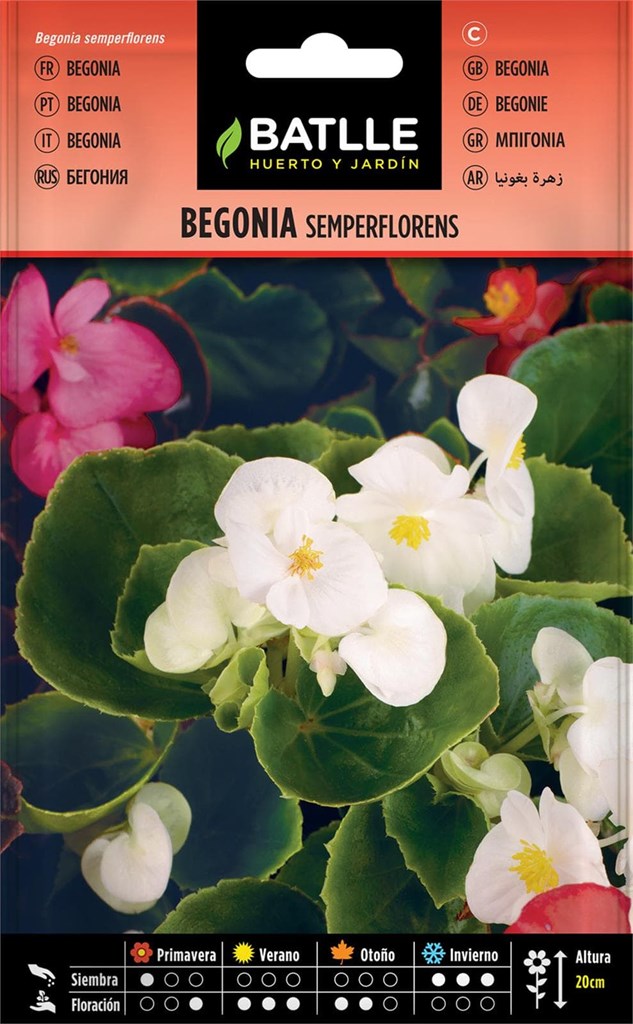 Foto 1 Begonia Semperflorens Batlle