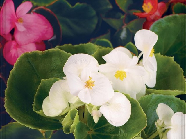 Begonia Semperflorens Batlle