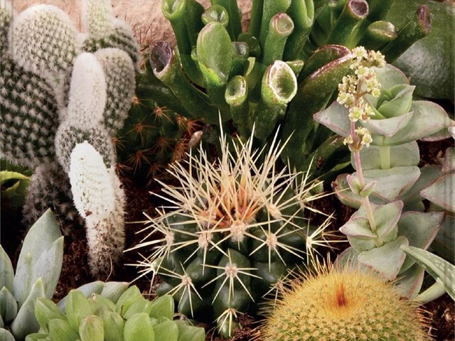 Cactus Plantas Crasas Batlle