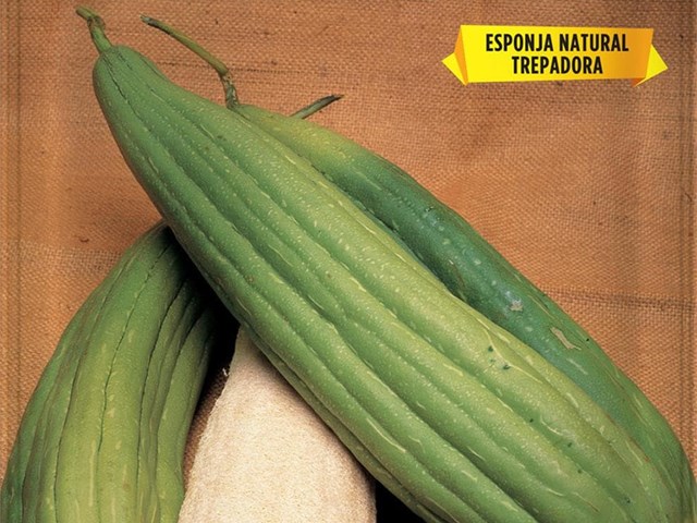 Calabaza Luffa Planta de las Esponjas Batlle