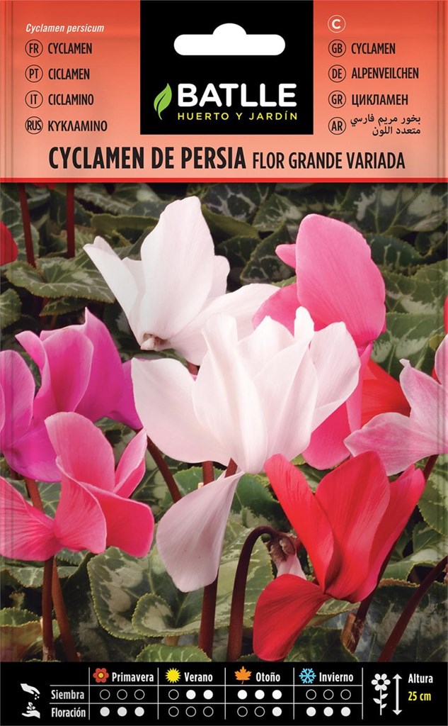 Foto 1 Cyclamen de Persia flor grande variada Batlle 