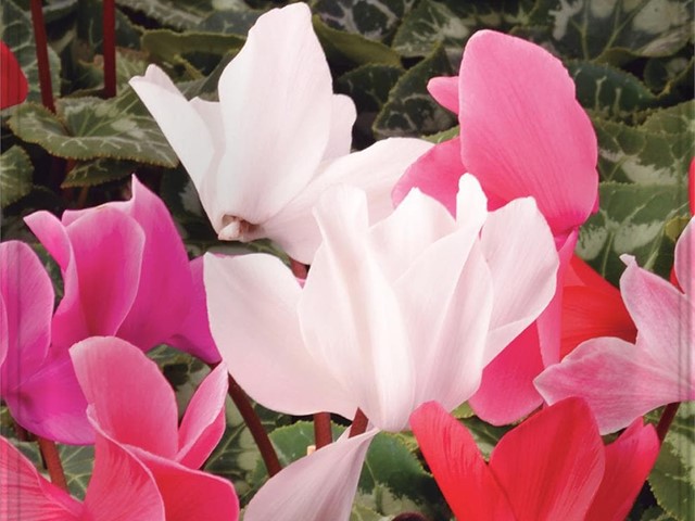 Cyclamen de Persia flor grande variada Batlle 