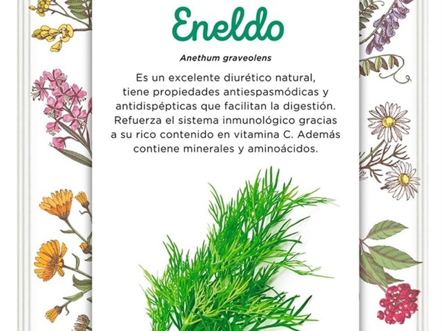 Eneldo