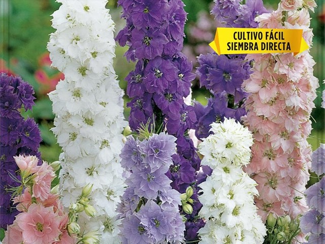 Espuela Enana Variada Flor del Jacinto Batlle