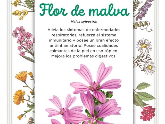 Flor de Malva