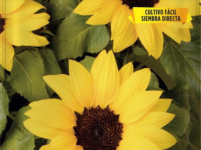 Girasol Enano Amarillo Batlle