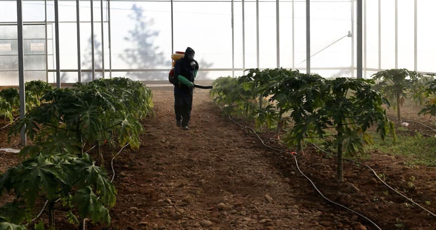 Veneno plantas cedeira