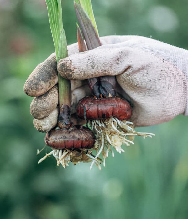 Tienda fitosanitarios en cedeira
