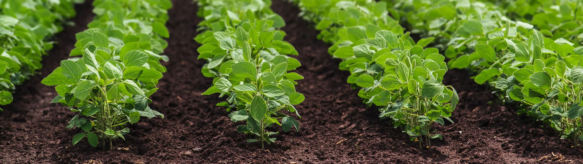 Comprueba la eficacia de nuestros fertilizantes y abonos en Cedeira