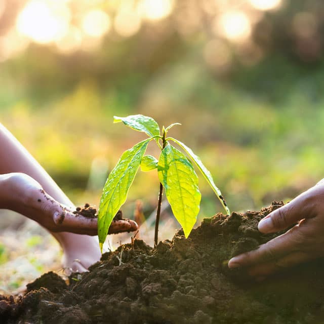 Cuida tus plantas con nuestros abonos y fertilizantes en Cedeira
