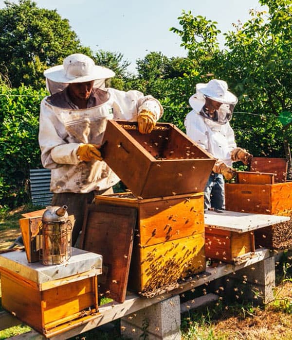 Equipos de apicultura