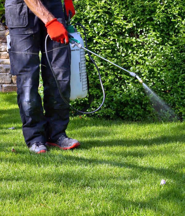 Tratamientos fitosanitarios en cedeira