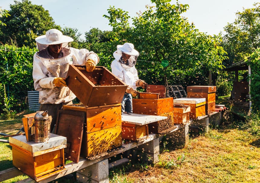 Equipos de apicultura