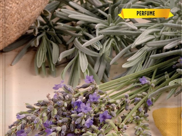 Lavanda Officinalis Batlle