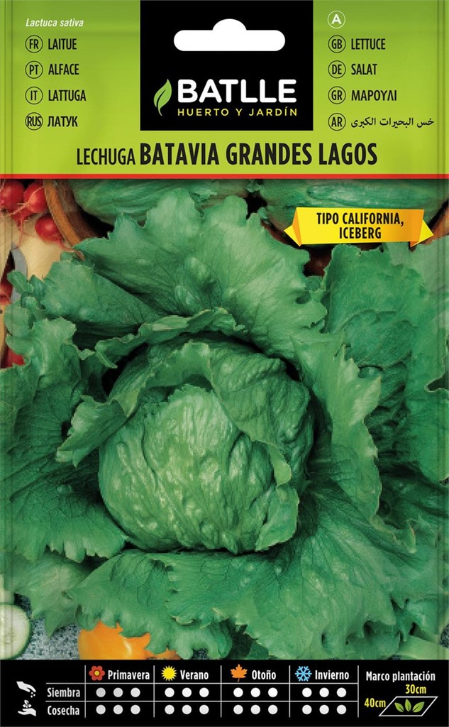 Foto 1 Lechuga Batavia Grandes Lagos Tipo California, Iceberg Batlle