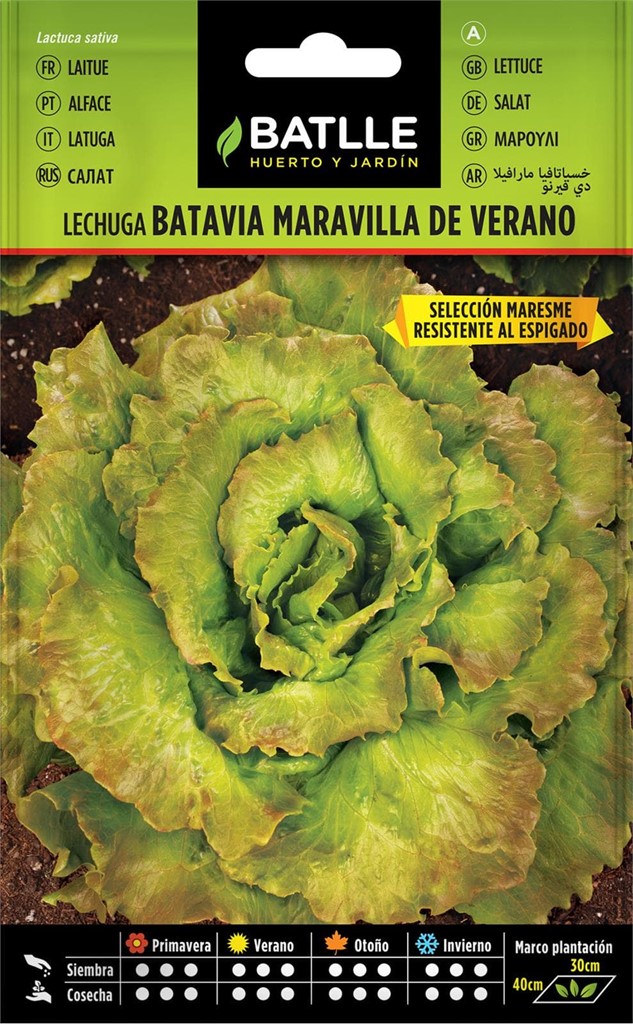 Foto 1 Lechuga Batavia Maravilla de Verano  Selec. Maresme Batlle