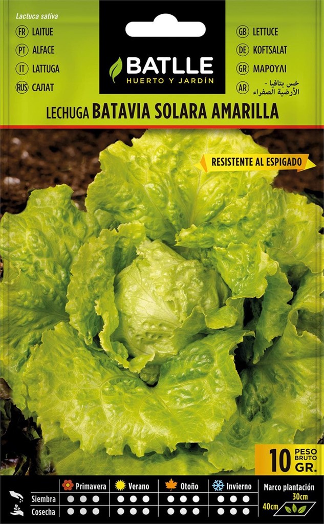 Foto 1 Lechuga Batavia Solara Amarilla Batlle