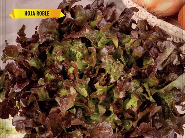 Lechuga Salad Bowl Rossa Hoja de Roble Batlle