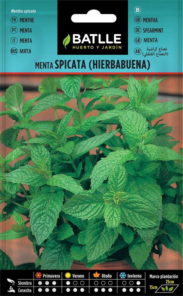 Foto 1 Menta Spicata (Hierbabuena)