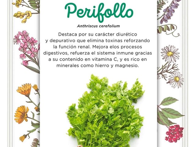 Perifollo