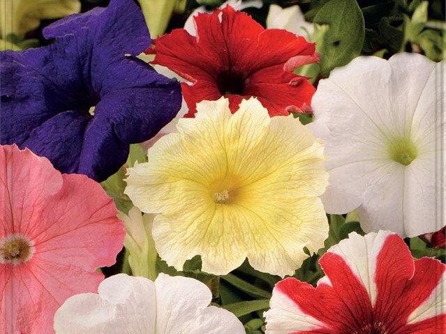 Petunia Compacta Variada Batlle