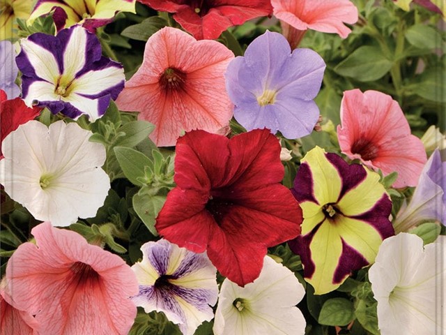 Petunia Péndula de los balcones Batlle