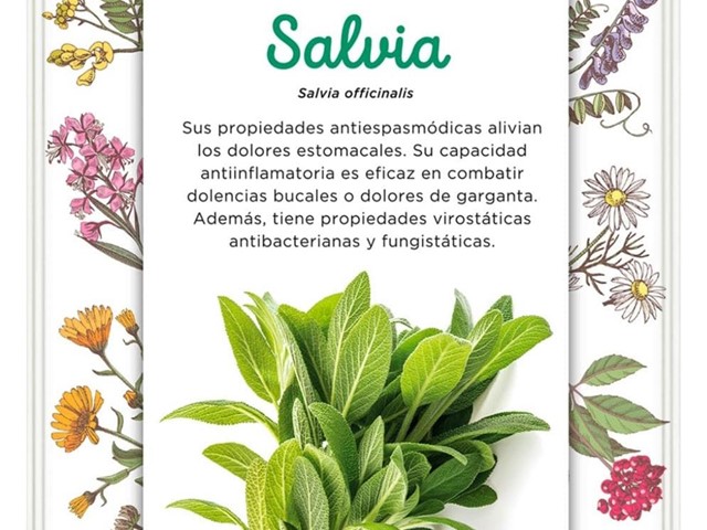 Salvia