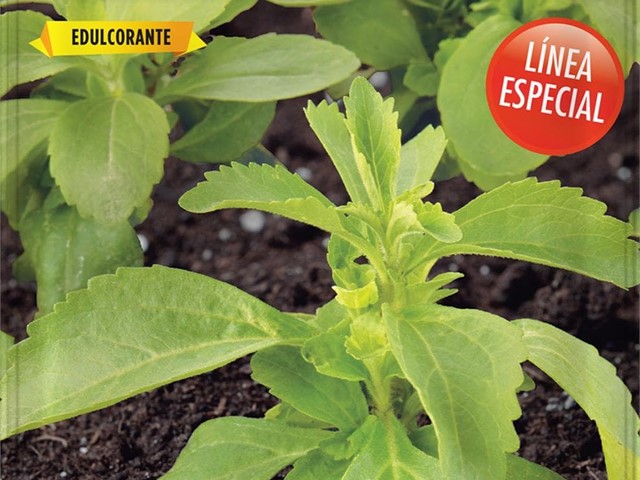 Stevia Batlle