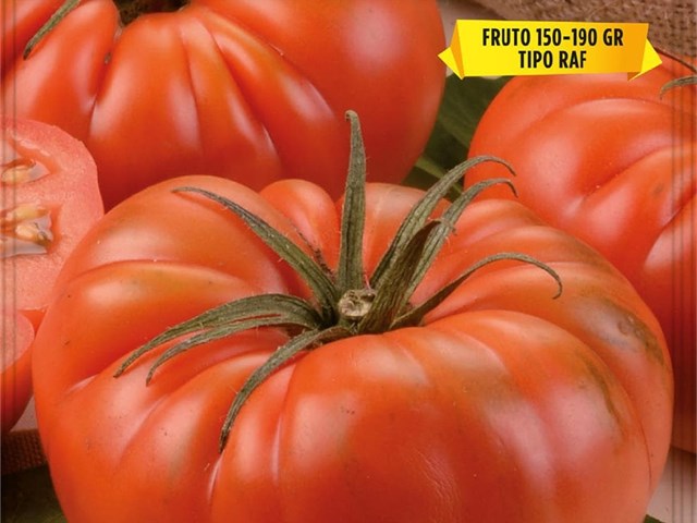Tomate Marmande VR Batlle