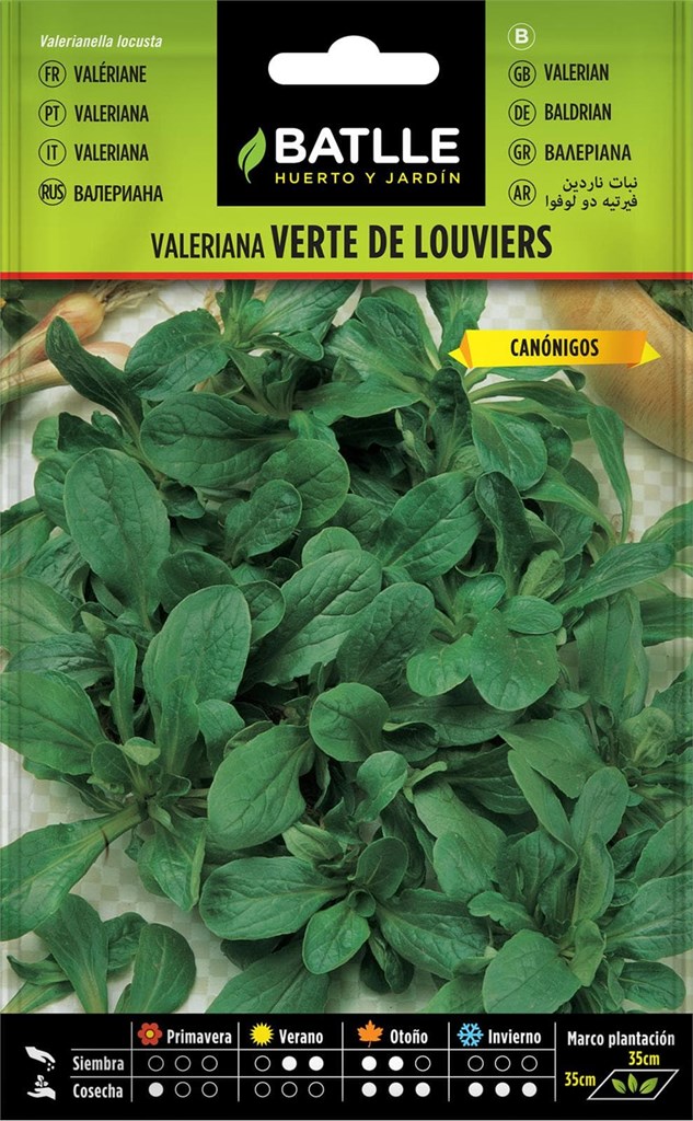 Foto 1 Valeriana Verte de Louviers Canónigos Batlle