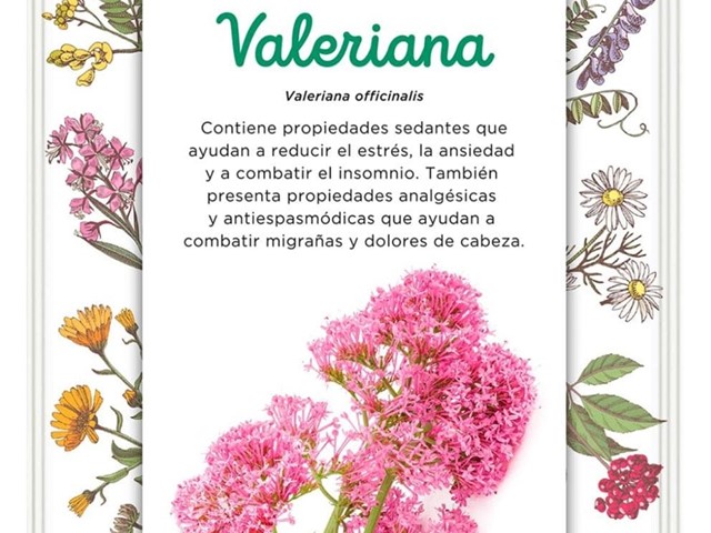 Valeriana