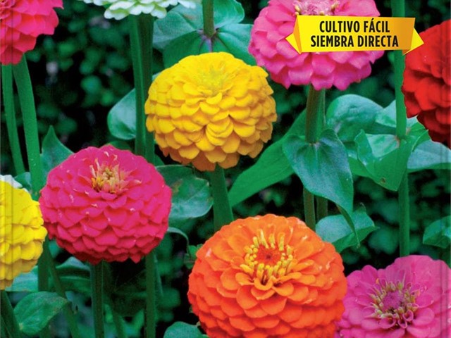 Zinnia Liliput Variada Pom Pom Batlle